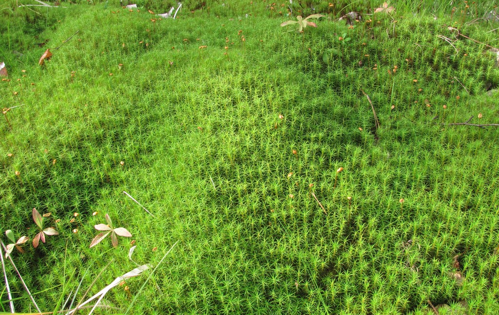 Image of Polytrichum commune specimen.