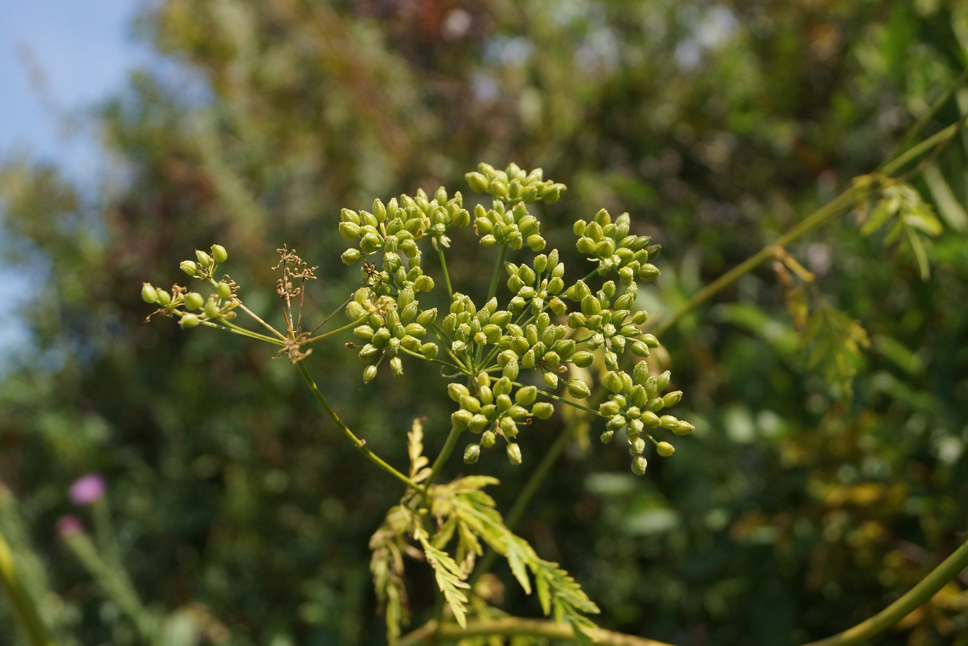 Image of Conium maculatum specimen.