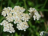 Achillea millefolium. Соцветие с жуком-усачом. Бурятия, Тункинская долина, окр. пос. Аршан. 18.07.2014.