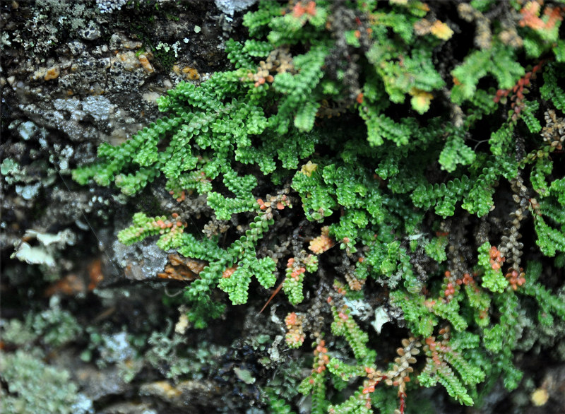 Image of Selaginella rossii specimen.