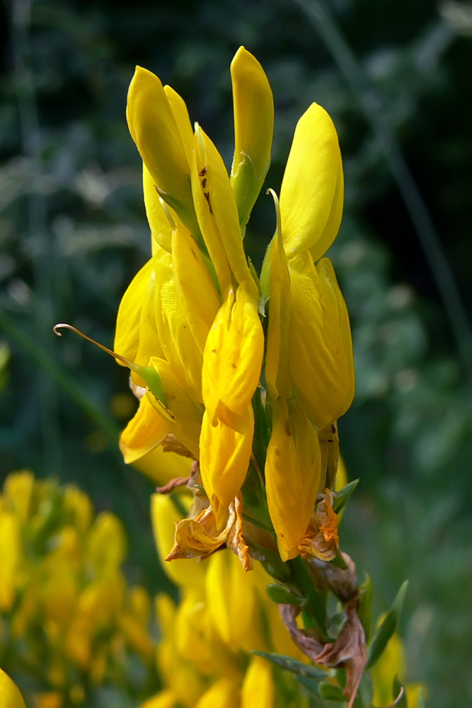 Image of Genista tinctoria specimen.