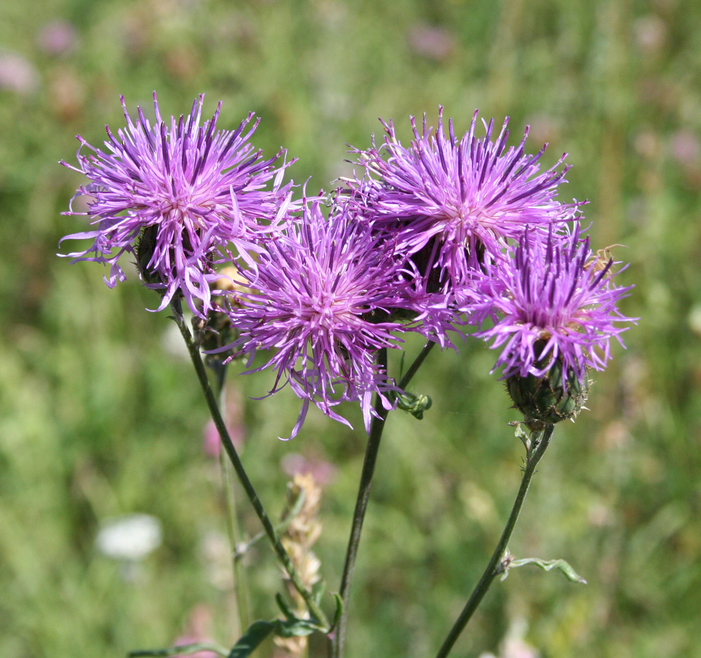 Изображение особи Centaurea scabiosa.