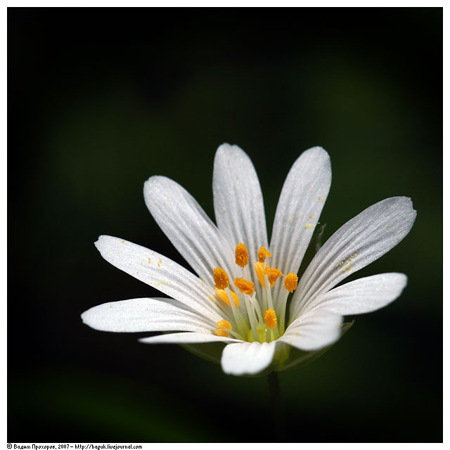 Image of Stellaria holostea specimen.