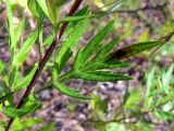 Artemisia vulgaris. Часть побега. Свердловская обл., окр. г. Североуральск, обочина дороги в сосново-еловом лесу. 19.08.2014.