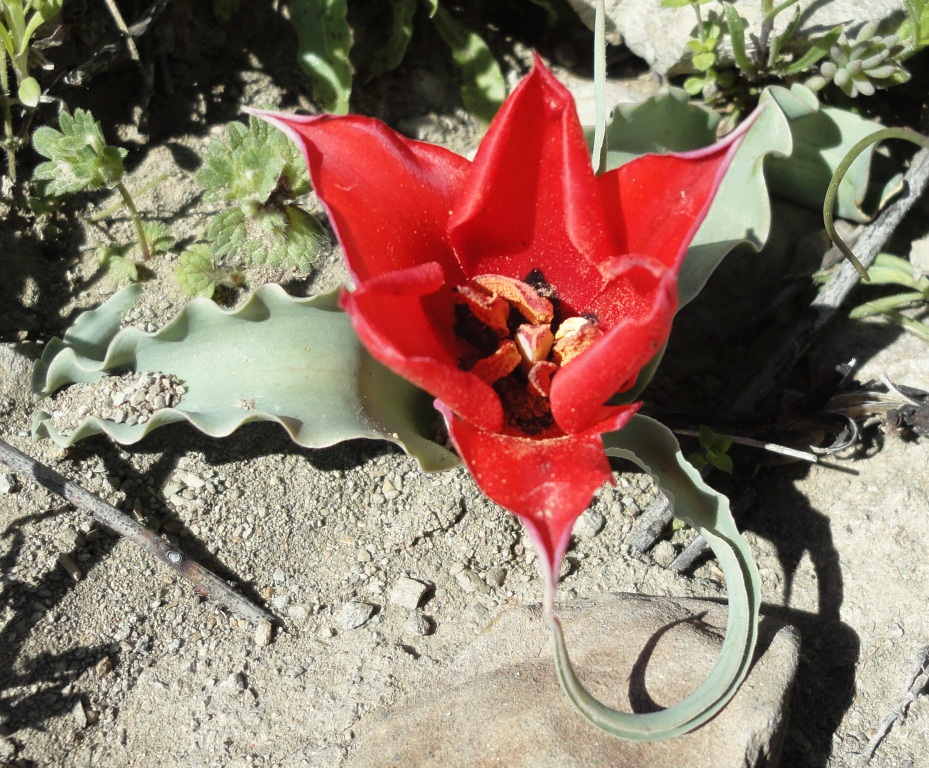 Изображение особи Tulipa botschantzevae.