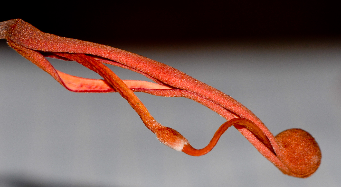 Image of Stenocarpus sinuatus specimen.