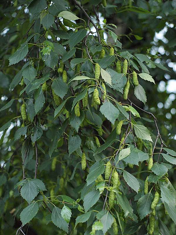 Image of Betula pendula specimen.