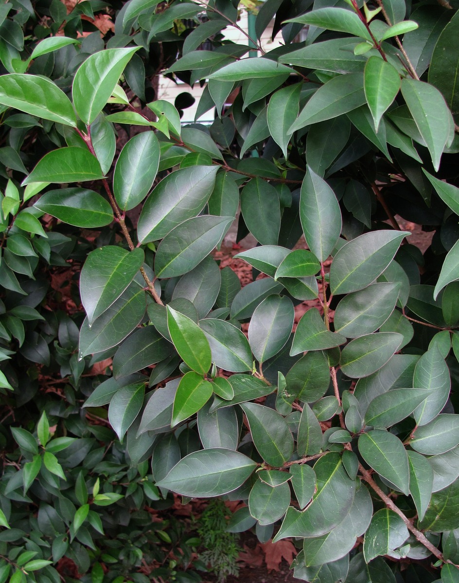 Image of Ligustrum lucidum specimen.