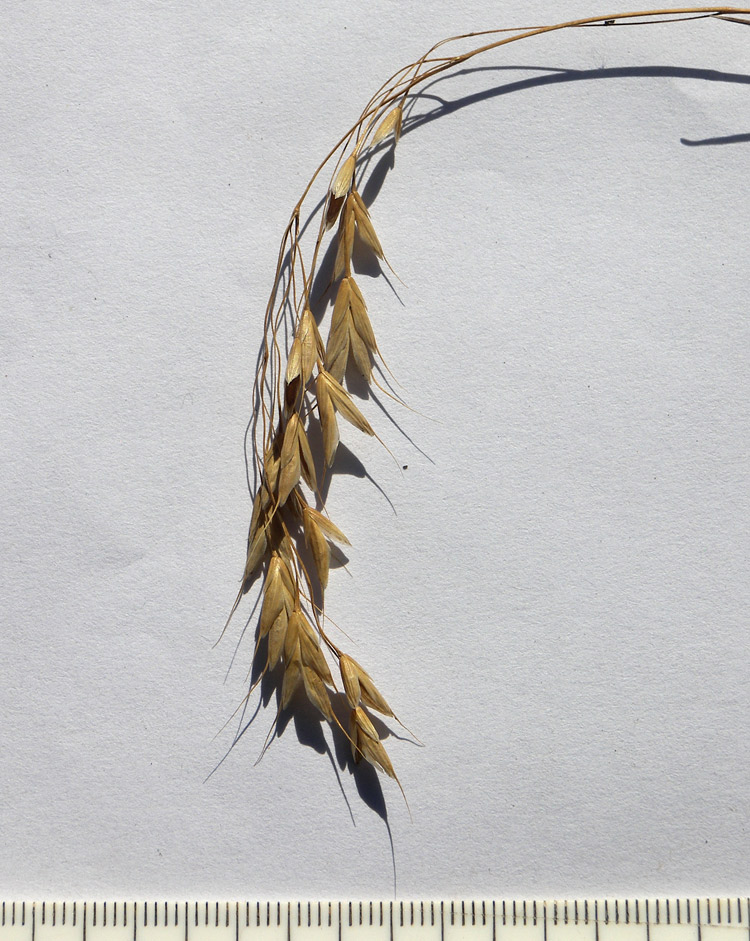 Image of Bromus commutatus specimen.