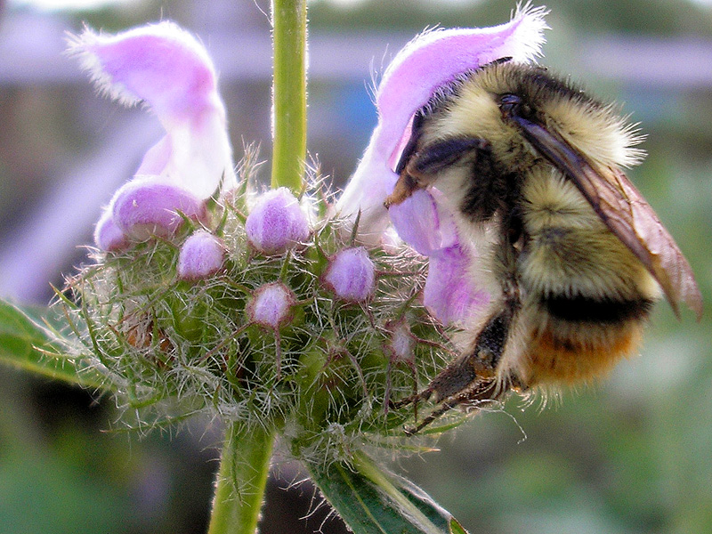 Изображение особи Phlomoides tuberosa.