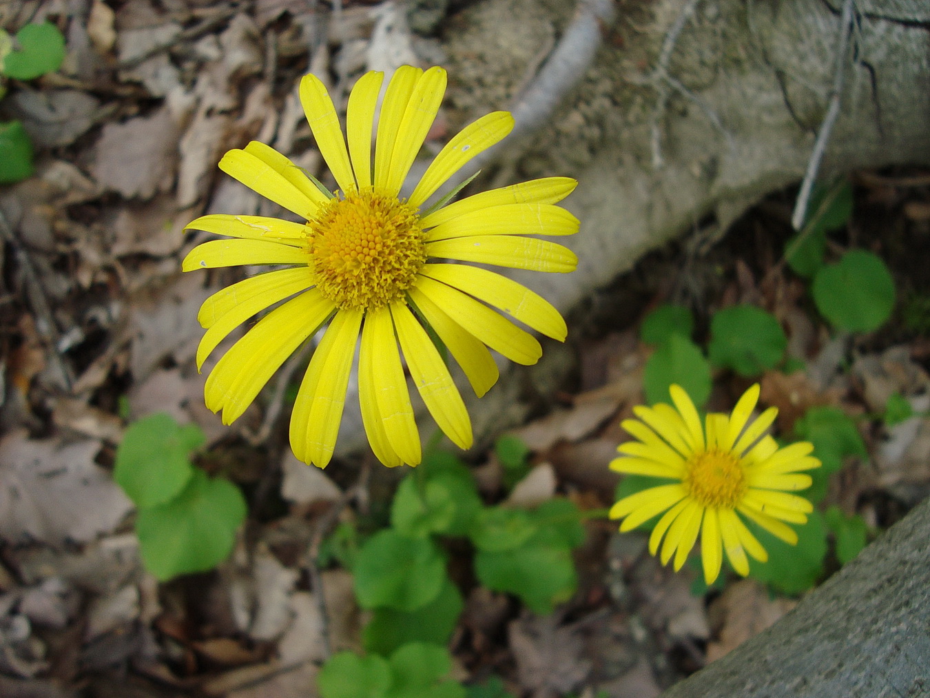 Image of Doronicum orientale specimen.