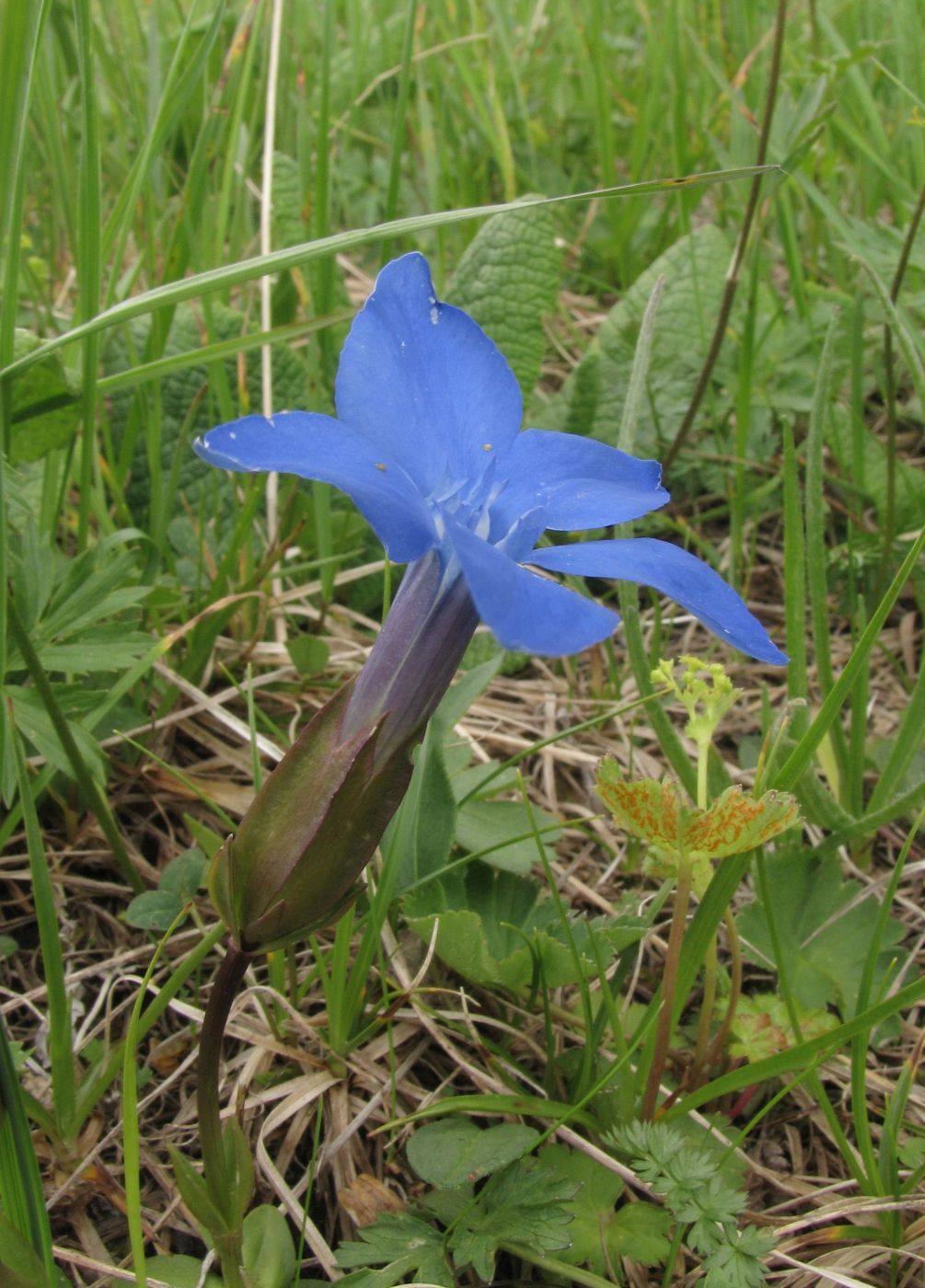 Изображение особи Gentiana angulosa.