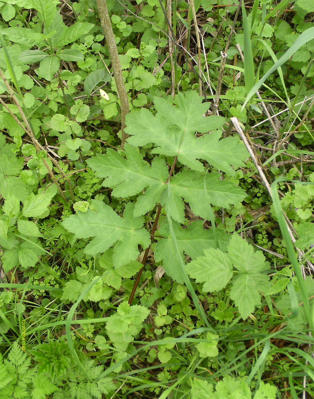 Image of Heracleum sibiricum specimen.