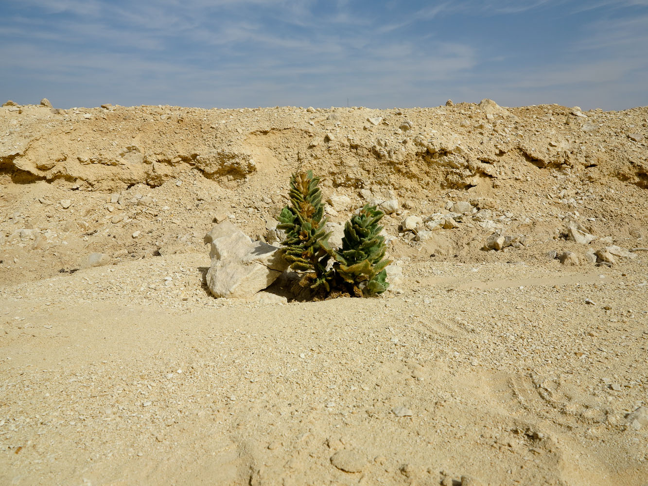 Изображение особи Hyoscyamus desertorum .