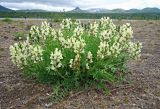 Oxytropis evenorum. Цветущее растение на фоне горы Анаун. Камчатский край, Быстринский р-н, природный парк \"Вулканы Камчатки\", северный участок, кластер \"Быстринский\", озеро Илмаган, песчано-гравийный берег.30.06.2016.