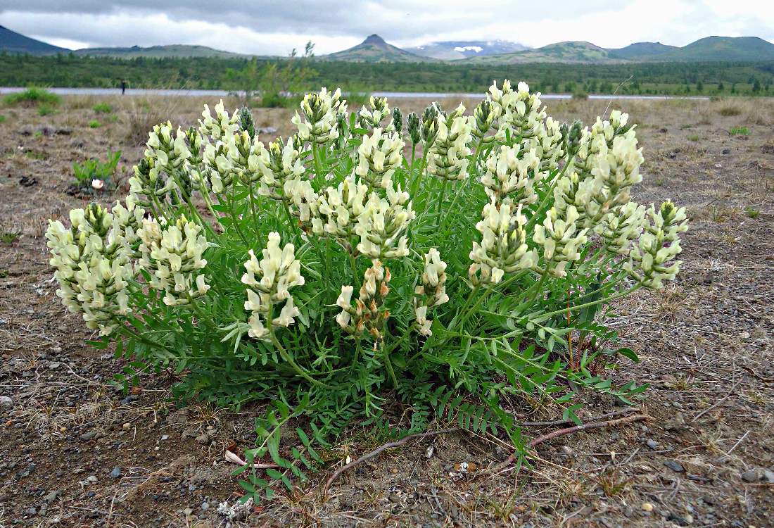 Image of Oxytropis evenorum specimen.