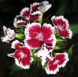 Dianthus barbatus