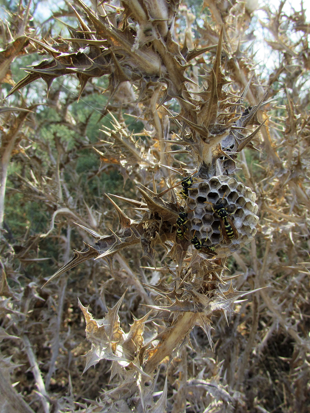 Image of Scolymus hispanicus specimen.