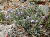 Oxytropis chionobia. Цветущее растение. Тянь-Шань, хр. Илейский Алатау, Большое Алмаатинское ущ., 3000 м н.у.м., на лёссово-каменистом склоне. 14.06.2016.