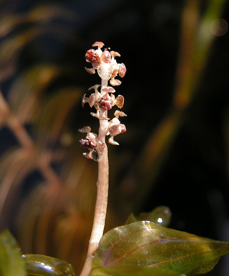 Image of Potamogeton perfoliatus specimen.