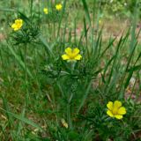 Potentilla argentea. Верхушки побегов с соцветиями. Свердловская обл., окр. г. Североуральск, поляна на известняковой скале. 30.06.2007.