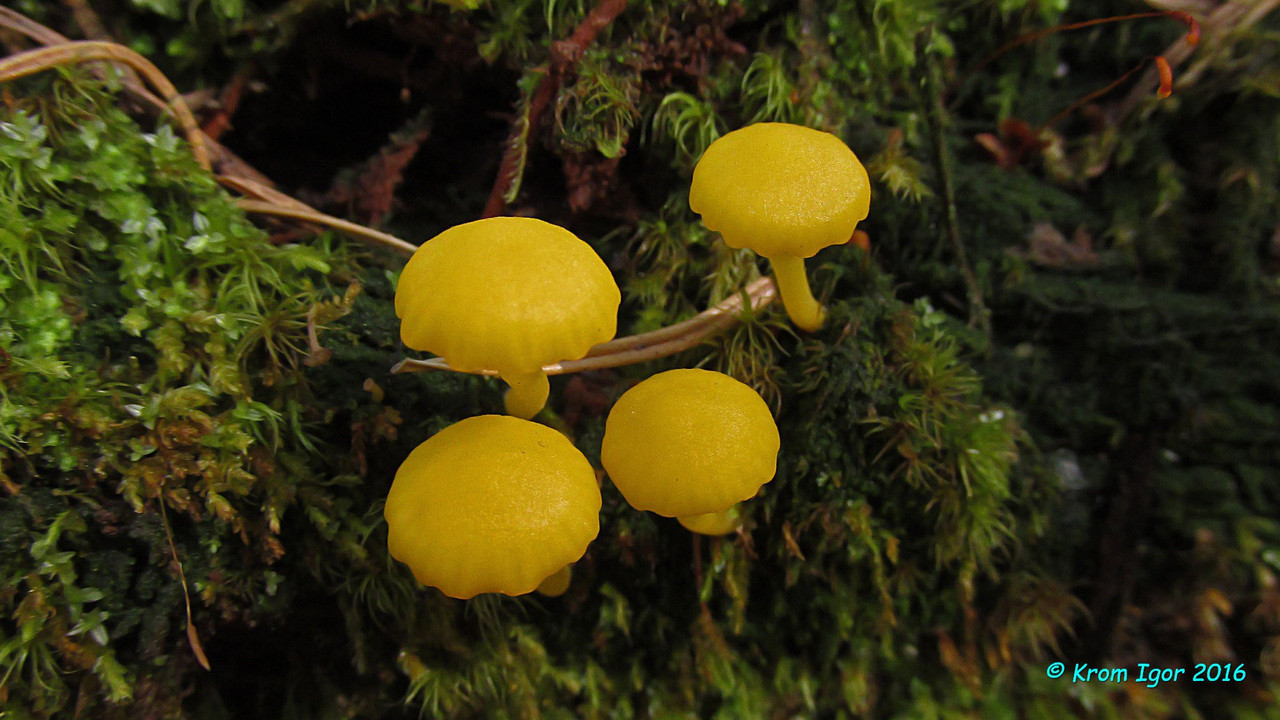 Image of Lichenomphalia alpina specimen.