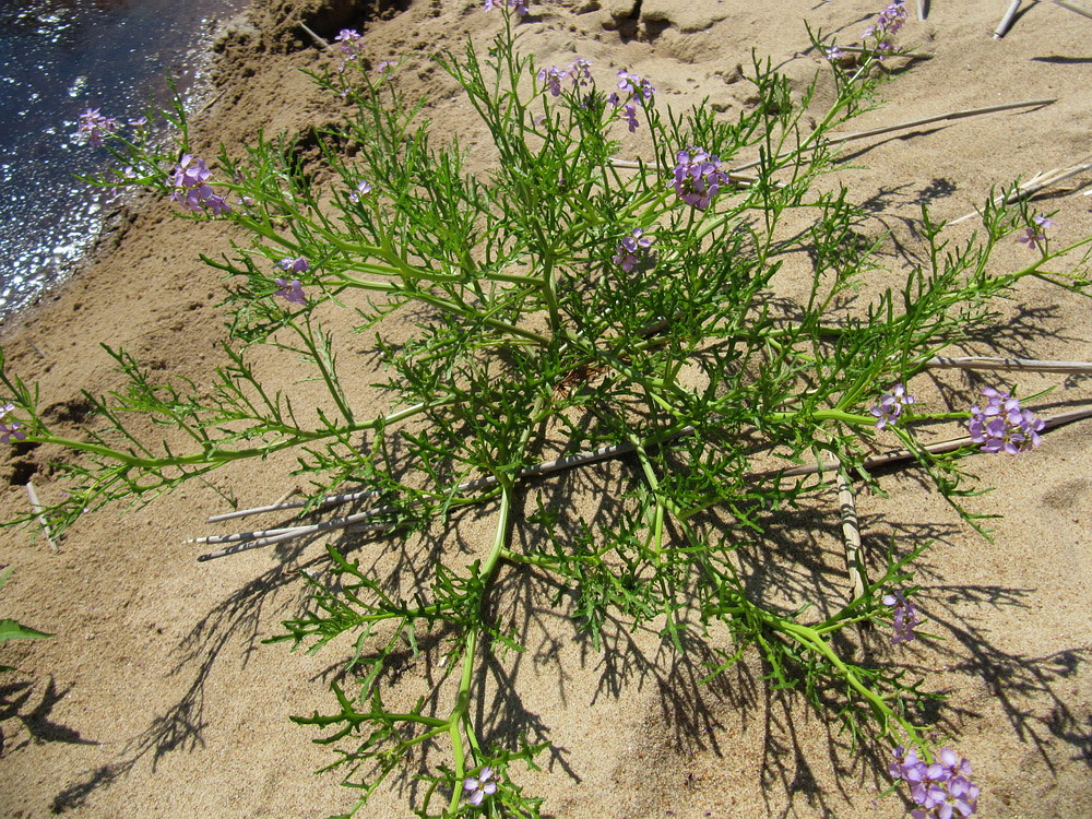 Image of Cakile baltica specimen.