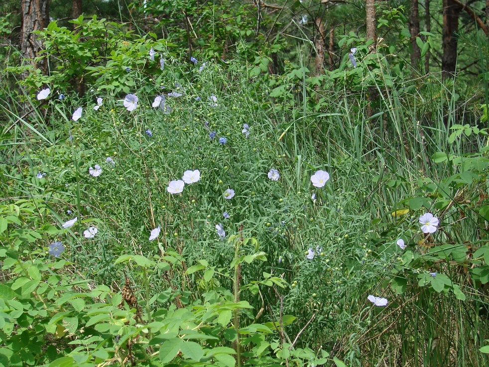 Image of Linum perenne specimen.