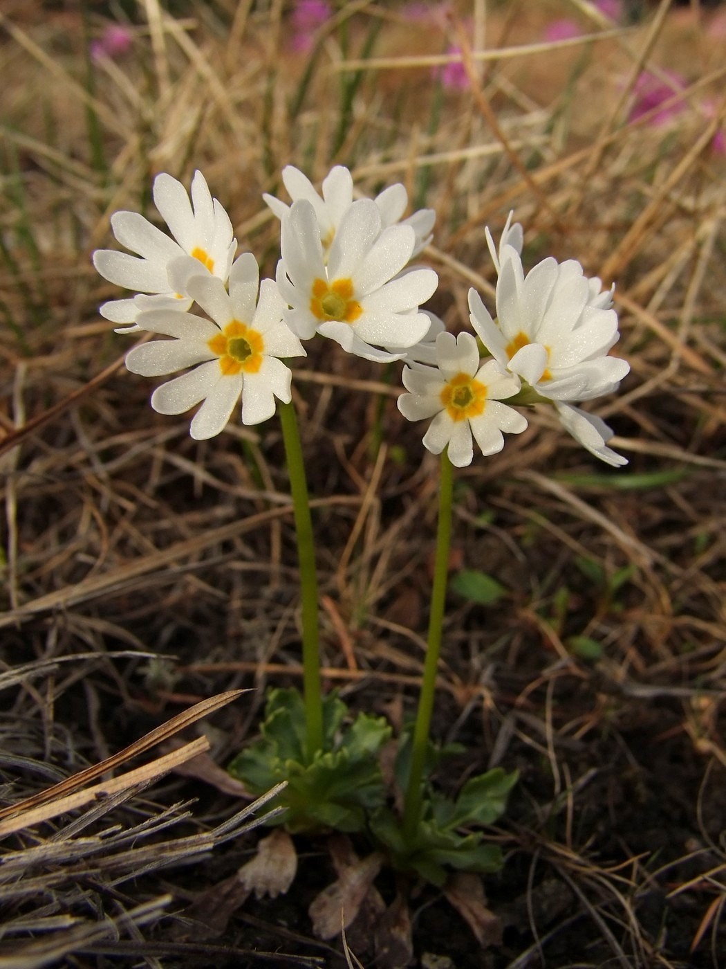 Image of Primula cuneifolia specimen.