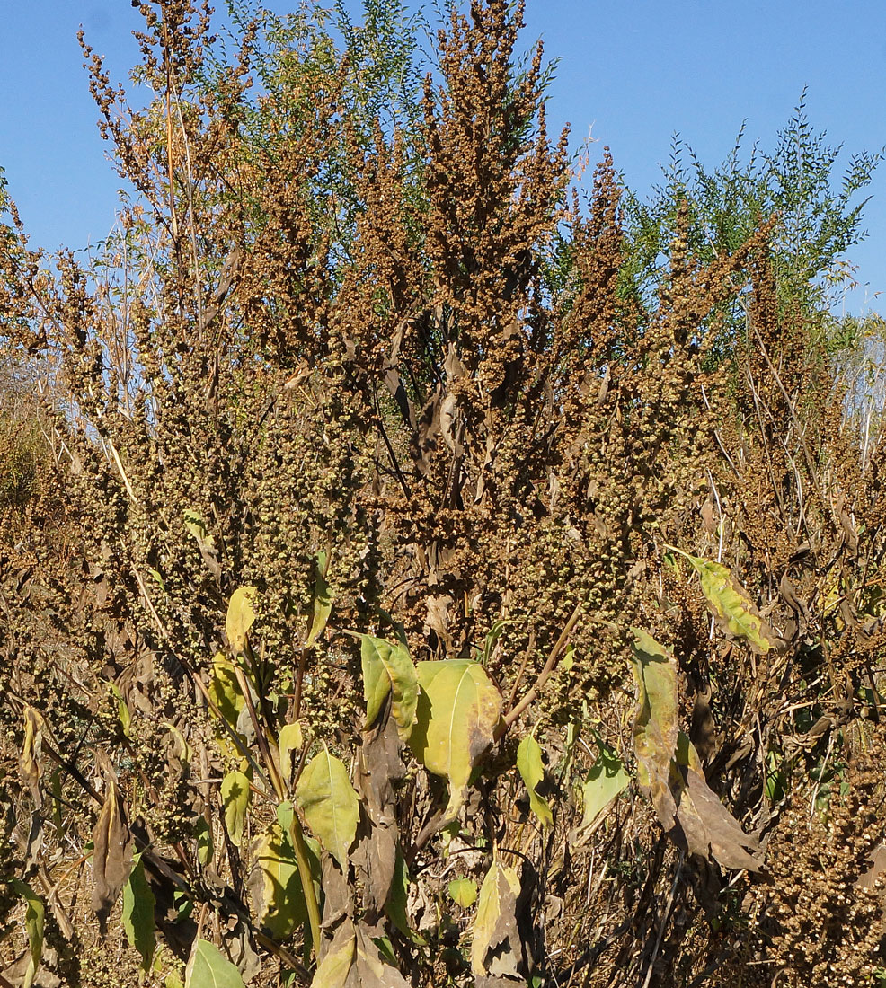 Изображение особи Cyclachaena xanthiifolia.