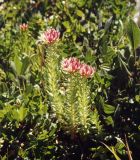 Rhodiola algida