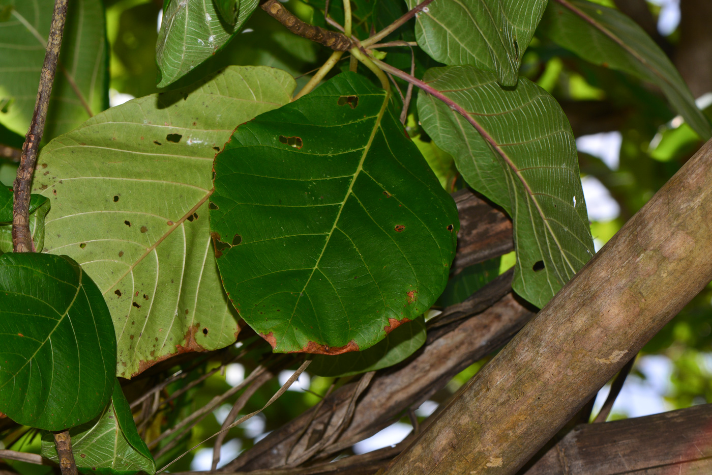 Image of Guettarda speciosa specimen.