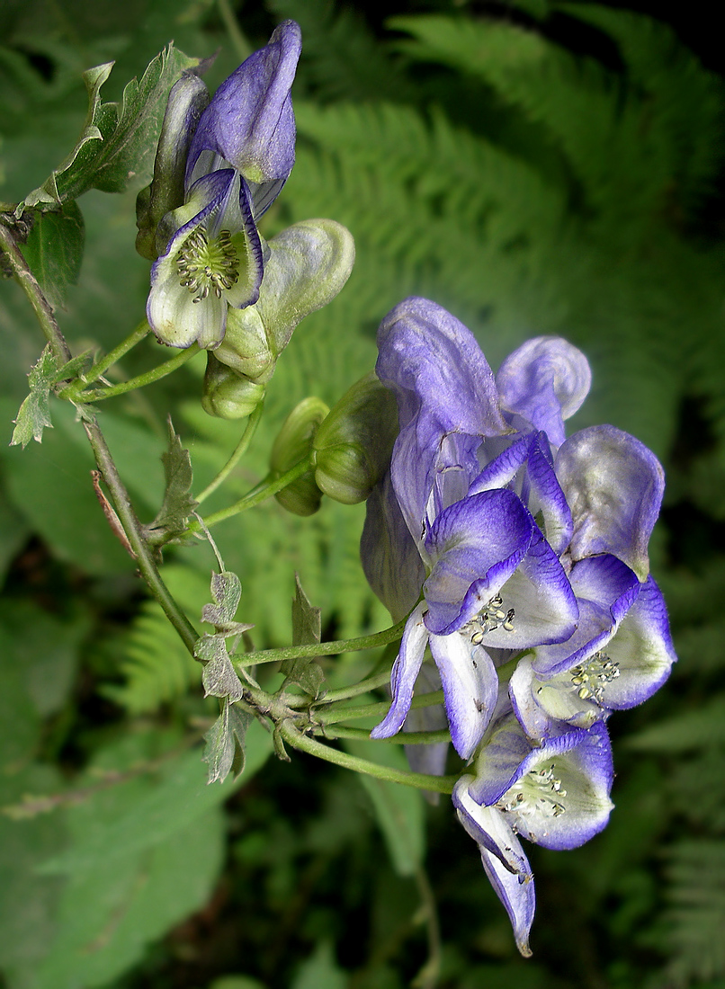 Изображение особи Aconitum axilliflorum.