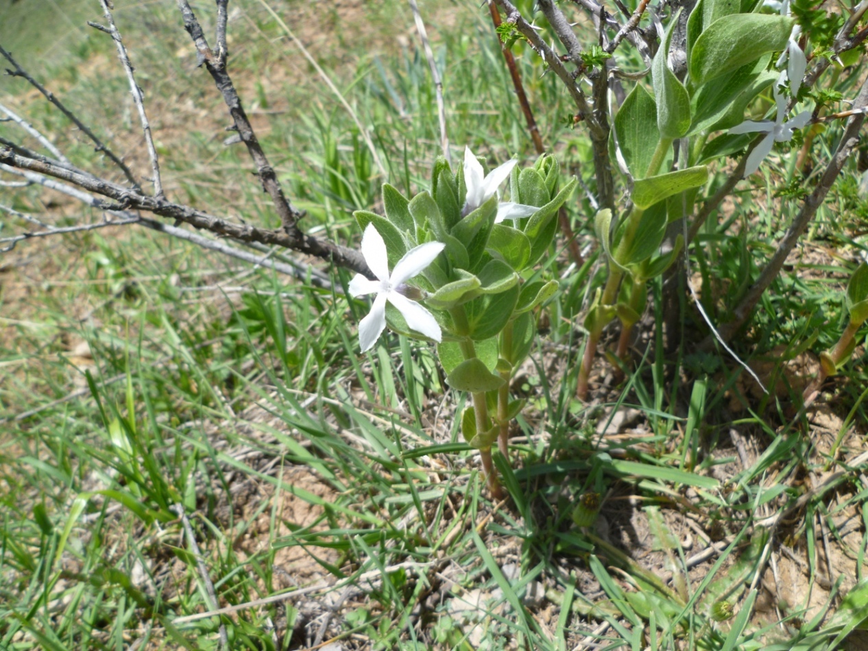 Image of Vinca erecta specimen.