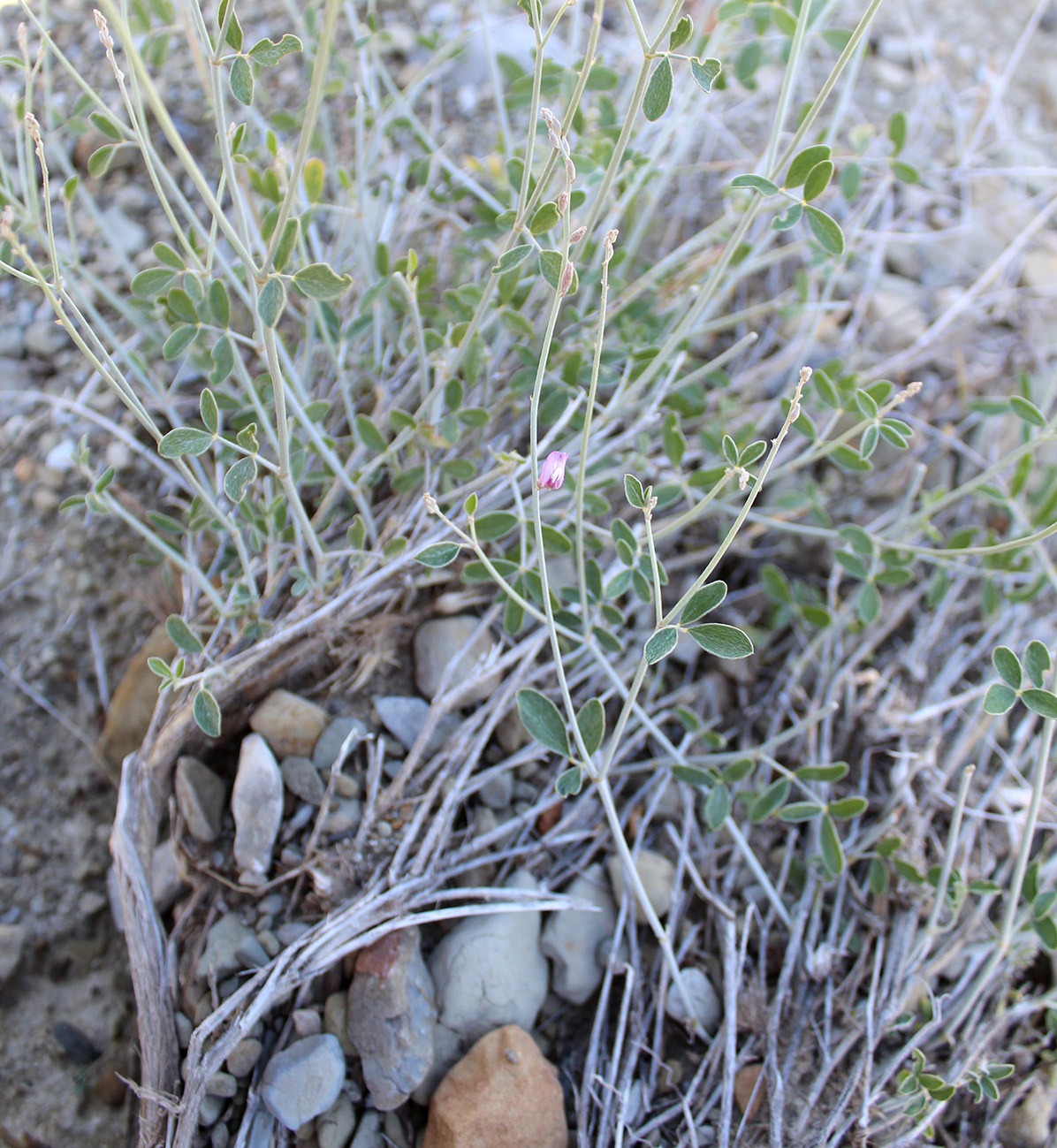 Image of genus Astragalus specimen.