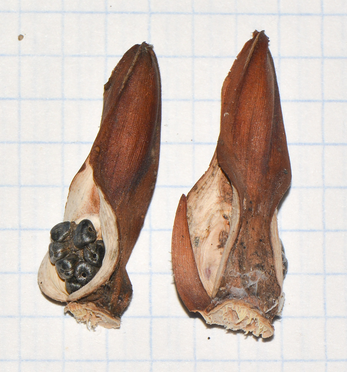 Image of Hellenia speciosa specimen.