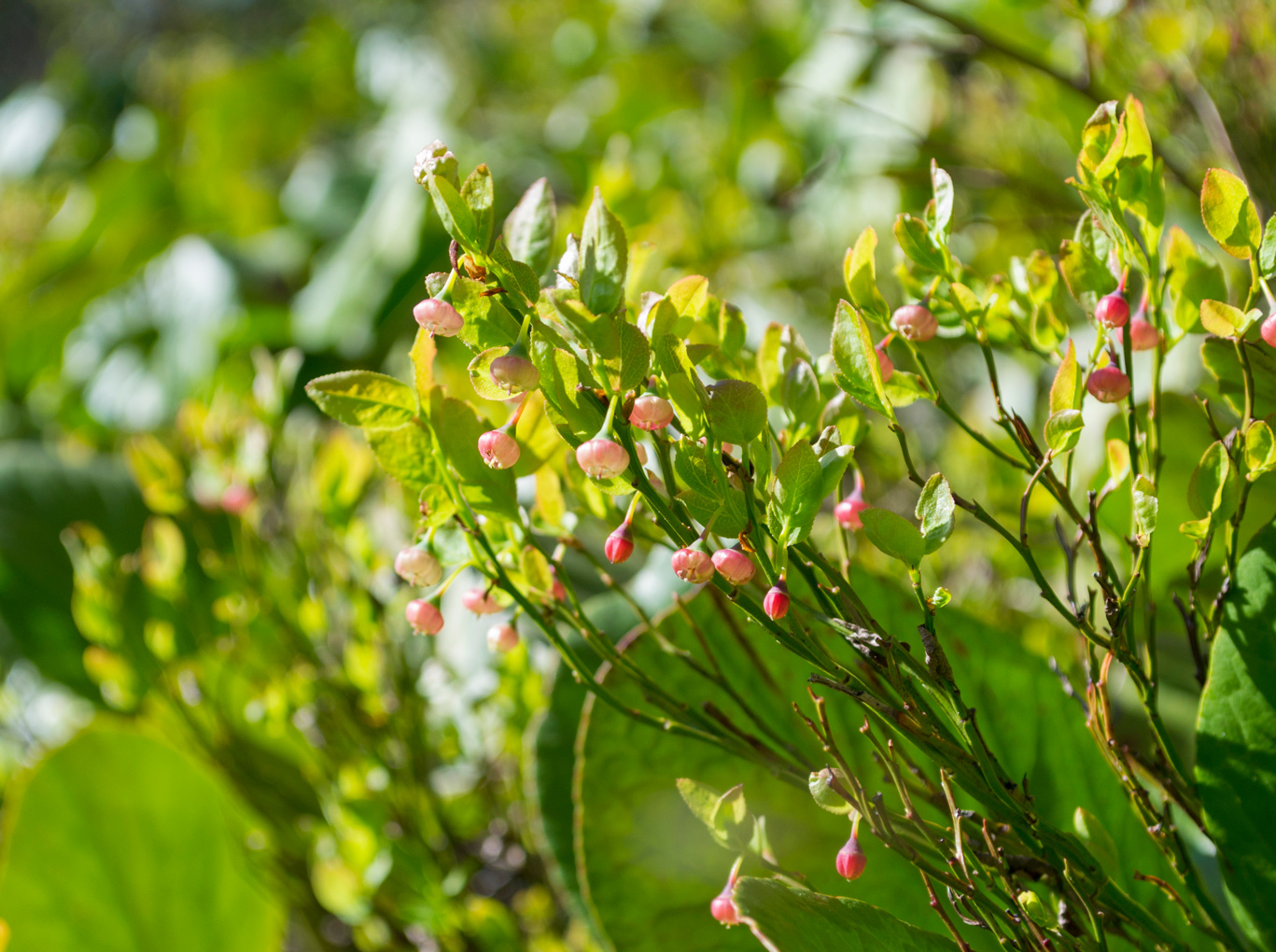 Image of Vaccinium myrtillus specimen.