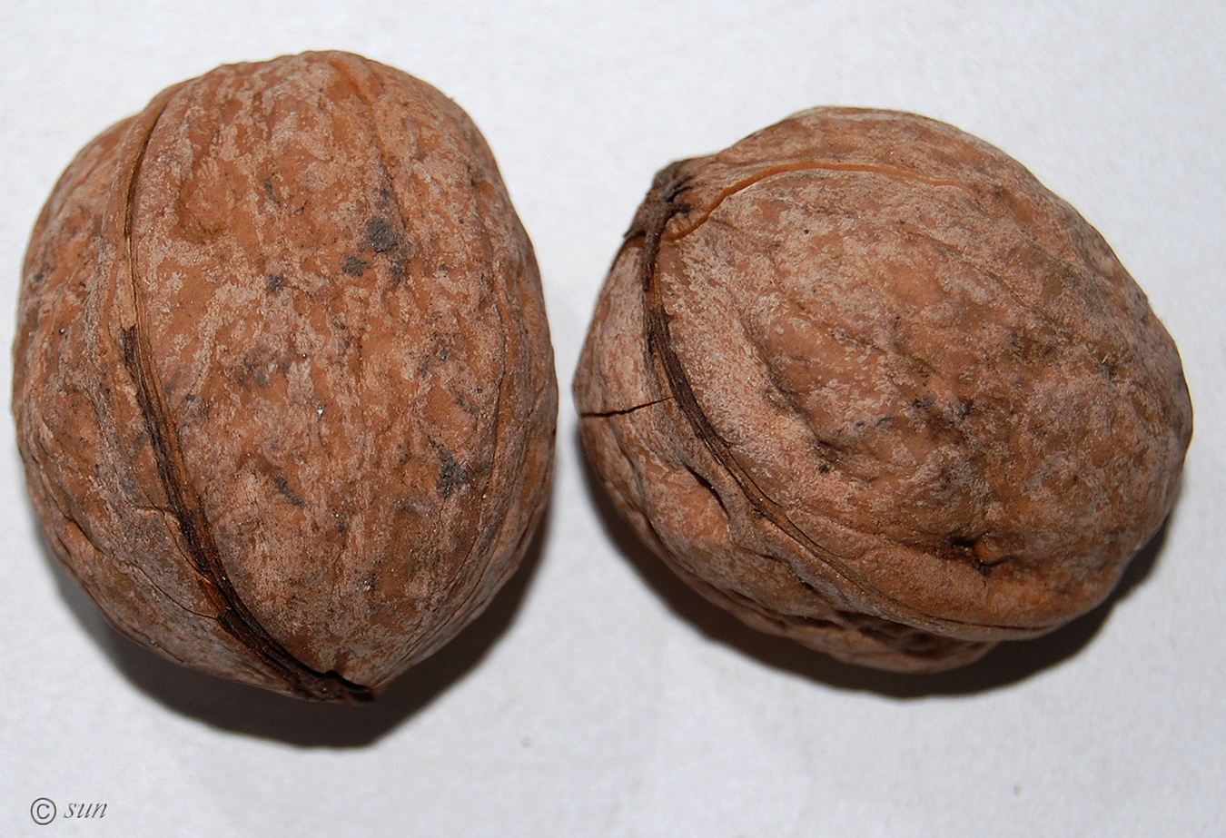 Image of Juglans regia specimen.