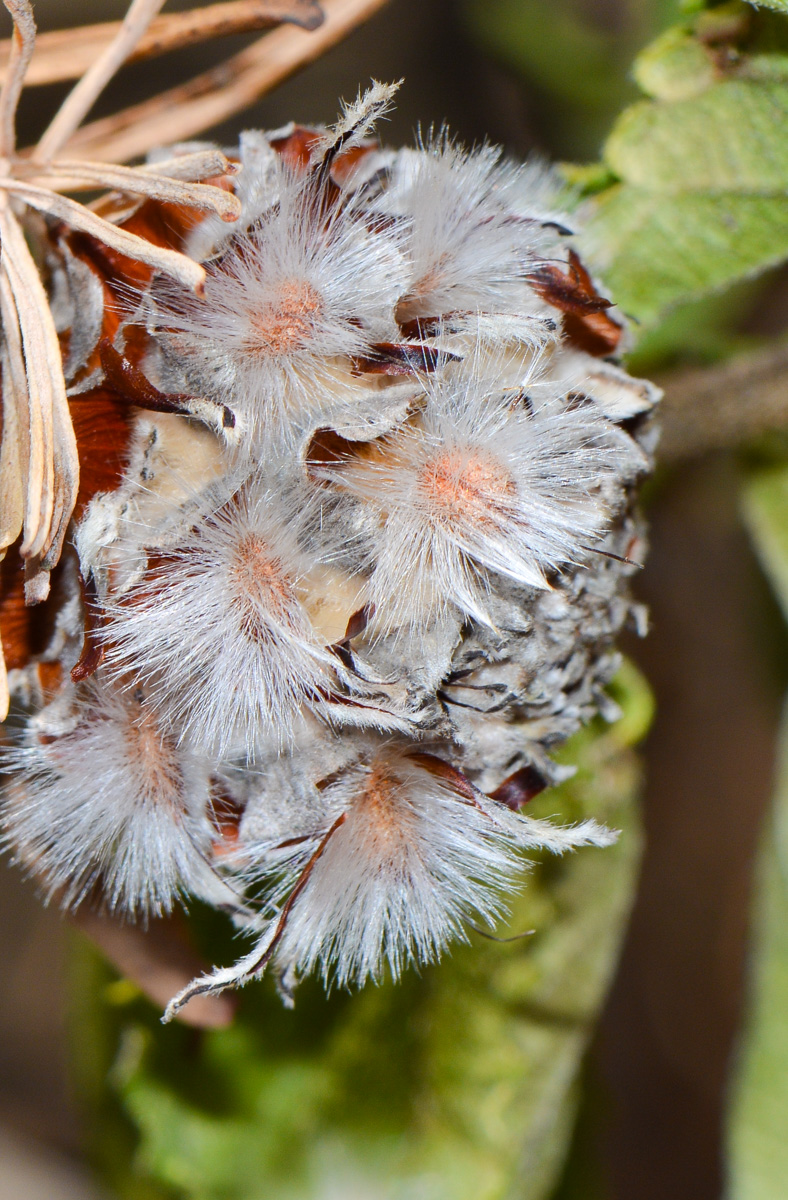 Image of Leucadendron galpinii specimen.