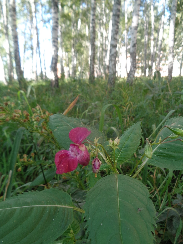 Image of Impatiens glandulifera specimen.