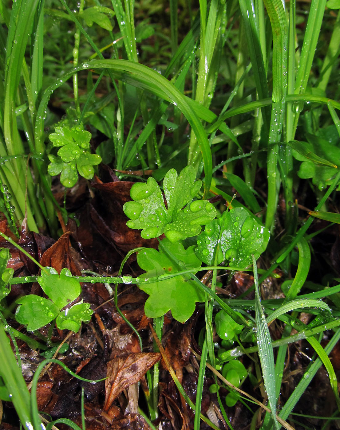 Image of Ranunculus eschscholtzii specimen.