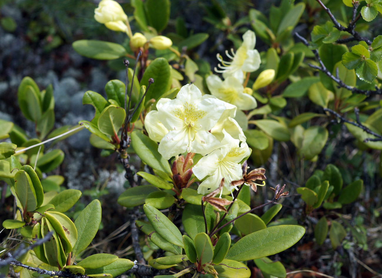 Image of Rhododendron aureum specimen.