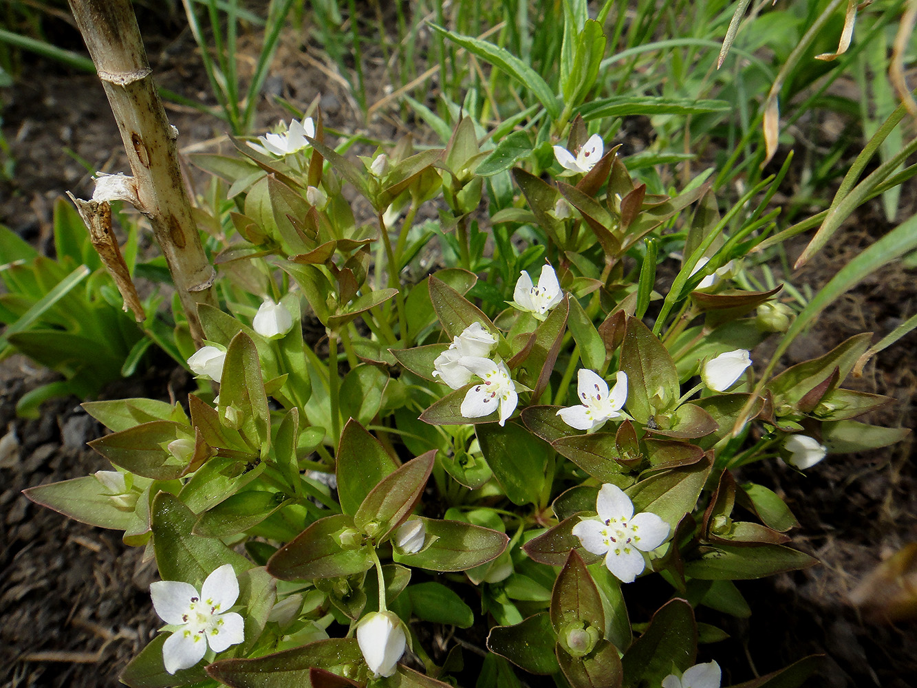 Image of Anagallidium dichotomum specimen.