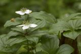 Chamaepericlymenum canadense