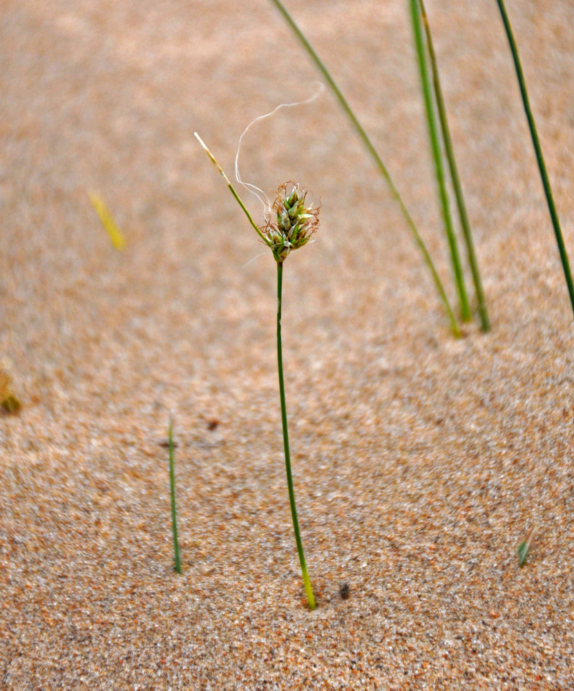 Image of genus Carex specimen.