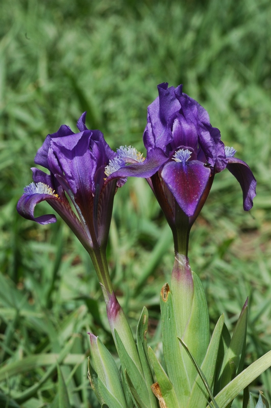 Image of Iris pumila specimen.