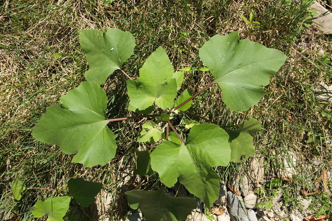 Image of genus Xanthium specimen.