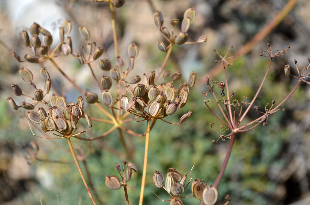 Изображение особи Ferula transiliensis.