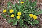 Taraxacum macrochlamydeum