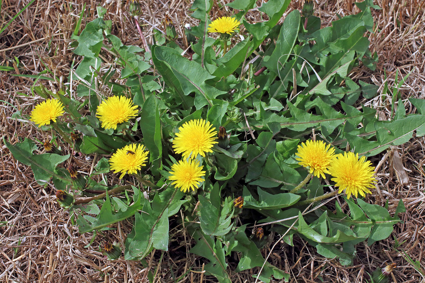 Image of Taraxacum macrochlamydeum specimen.